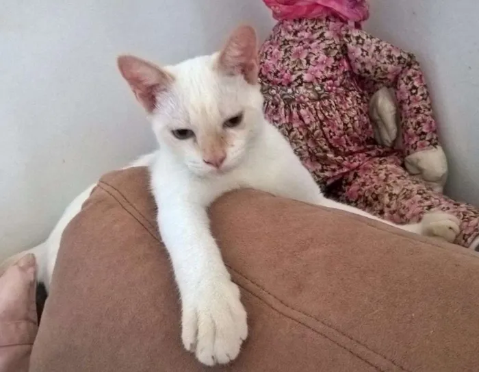 Gato ra a srd idade 2 a 6 meses nome MIRTILO