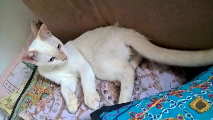 Gato ra a srd idade 2 a 6 meses nome MIRTILO