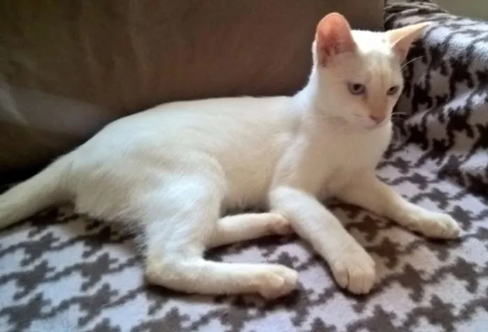 Gato ra a srd idade 2 a 6 meses nome MIRTILO