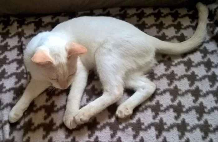Gato ra a srd idade 2 a 6 meses nome MIRTILO