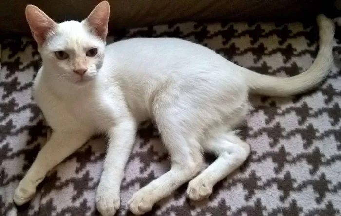 Gato ra a srd idade 2 a 6 meses nome MIRTILO