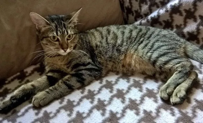 Gato ra a srd idade 7 a 11 meses nome MARIE