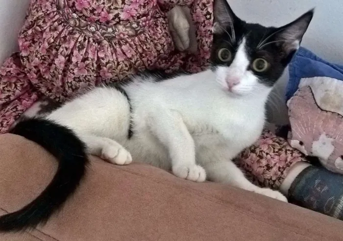 Gato ra a srd idade 2 a 6 meses nome MIXIRICA