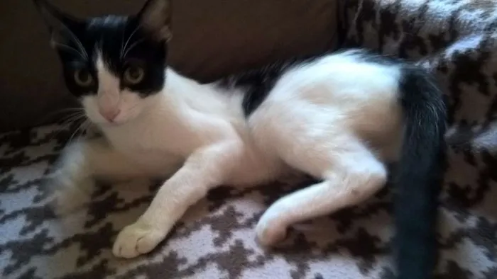 Gato ra a srd idade 2 a 6 meses nome MIXIRICA