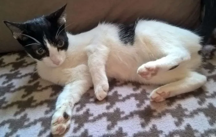 Gato ra a srd idade 2 a 6 meses nome MIXIRICA