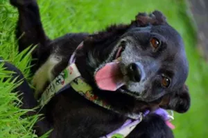 Cachorro raça SRD idade 5 anos nome Sophia