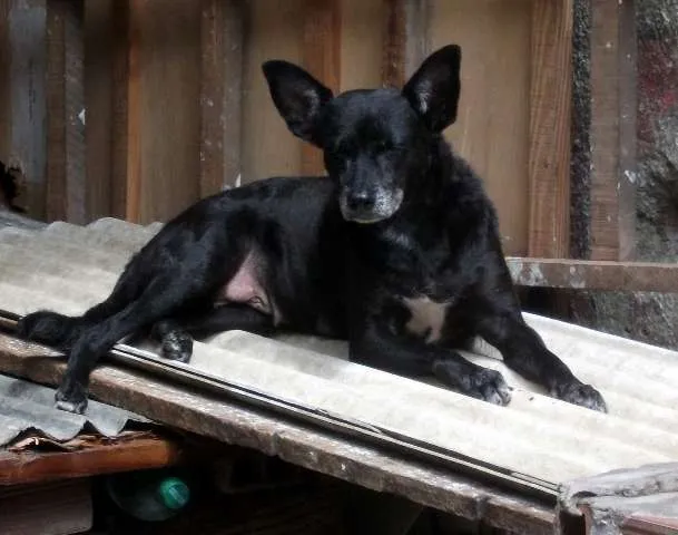 Cachorro ra a SRD idade 5 anos nome Sophia