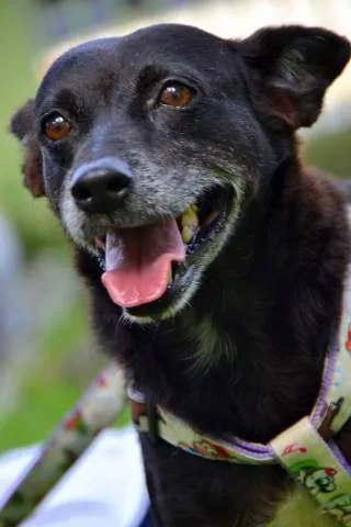Cachorro ra a SRD idade 5 anos nome Sophia