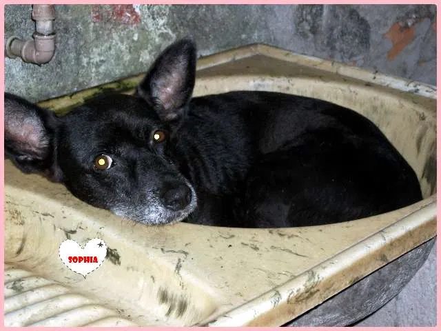 Cachorro ra a SRD idade 5 anos nome Sophia