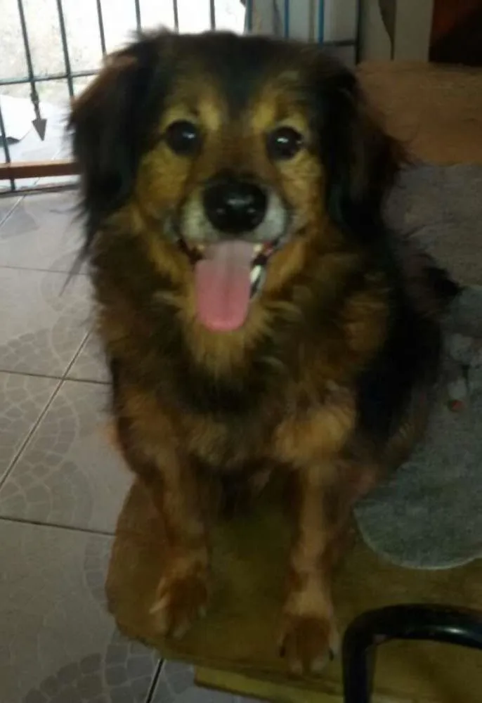 Cachorro ra a SRD idade 4 anos nome Chiquinho