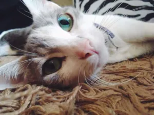 Gato raça Vira lata idade 1 ano nome Lily