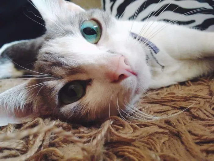 Gato ra a Vira lata idade 1 ano nome Lily