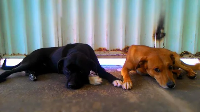 Cachorro ra a Sem Raça Definida idade 3 anos nome Duque e Tody