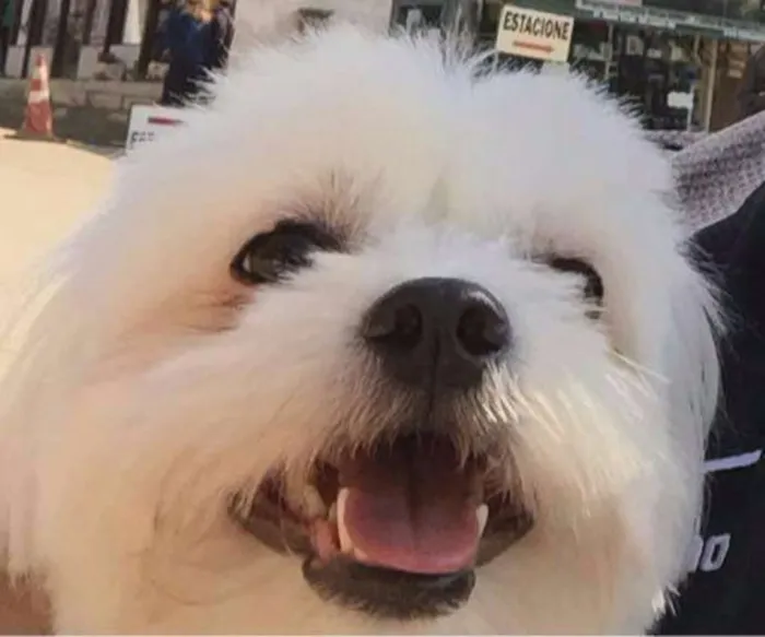 Cachorro ra a Maltês idade 4 anos nome dim