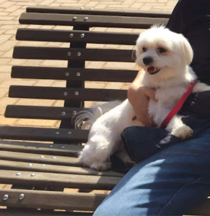 Cachorro ra a Maltês idade 4 anos nome dim