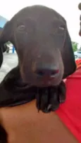 rex
