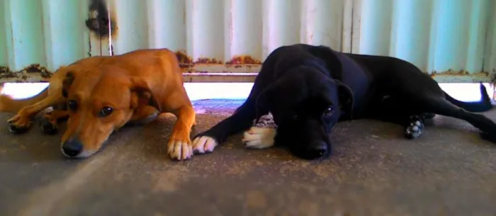 Cachorro ra a Sem Raça Definida idade 3 anos nome Duque e Tody
