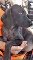 rex