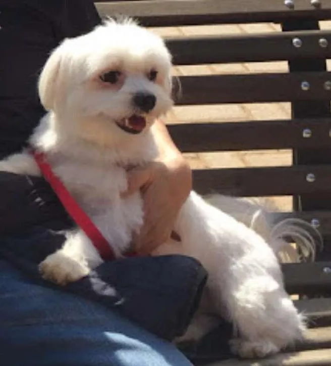 Cachorro ra a Maltês idade 4 anos nome dim