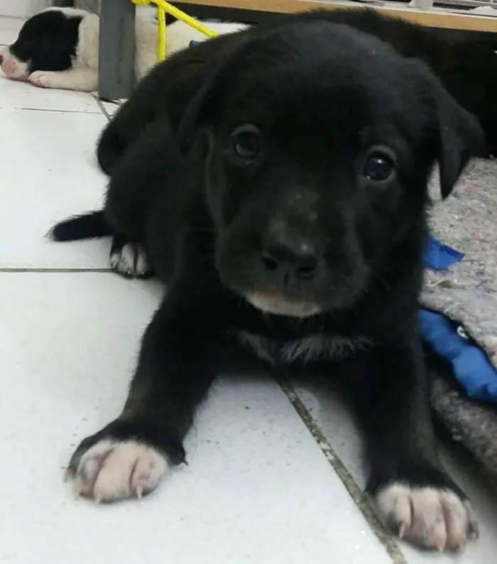 Cachorro raça SRD idade Abaixo de 2 meses nome Jeremias