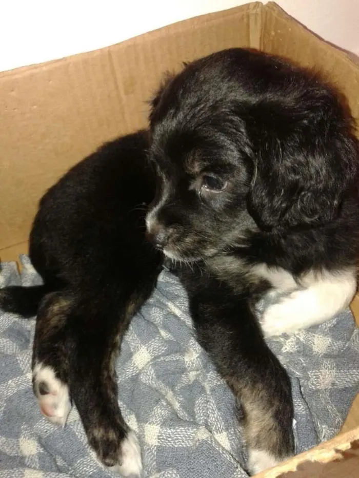 Cachorro ra a  idade Abaixo de 2 meses nome Fred