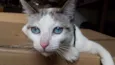 Catita
