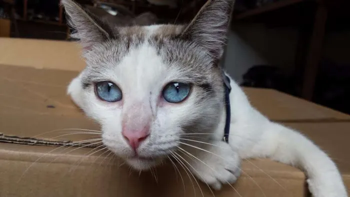 Gato ra a SRD idade 7 a 11 meses nome Catita