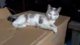 Catita