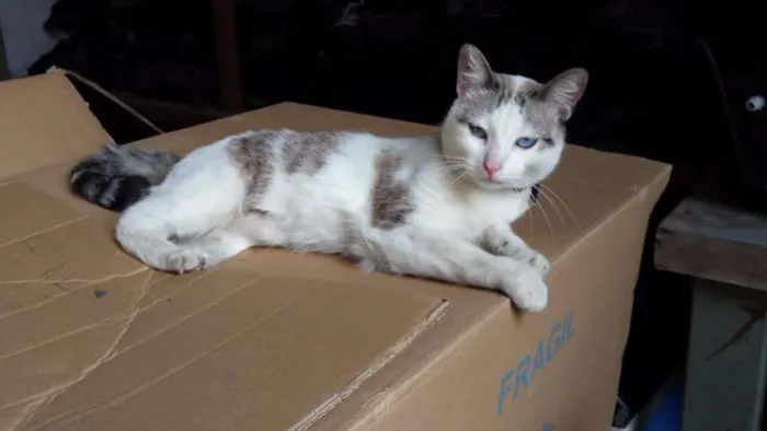Gato ra a SRD idade 7 a 11 meses nome Catita