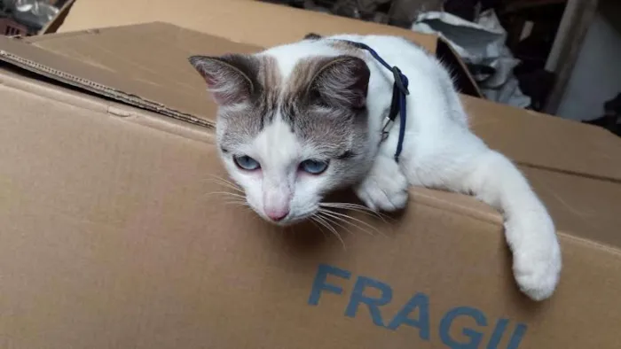 Gato ra a SRD idade 7 a 11 meses nome Catita