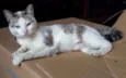 Catita