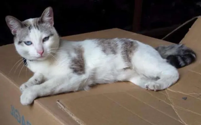 Gato ra a SRD idade 7 a 11 meses nome Catita