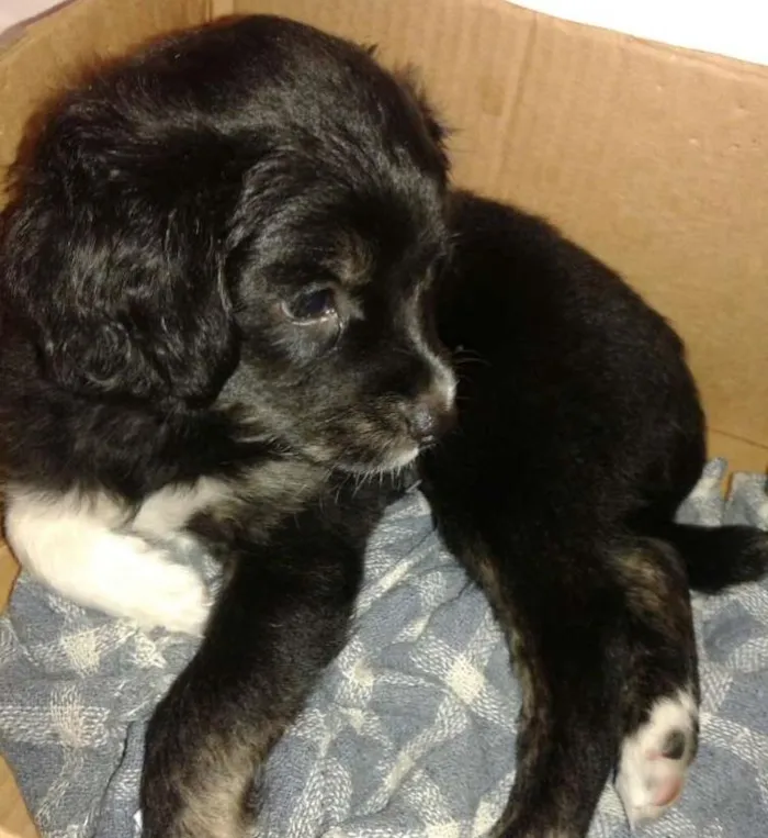 Cachorro ra a  idade Abaixo de 2 meses nome Fred