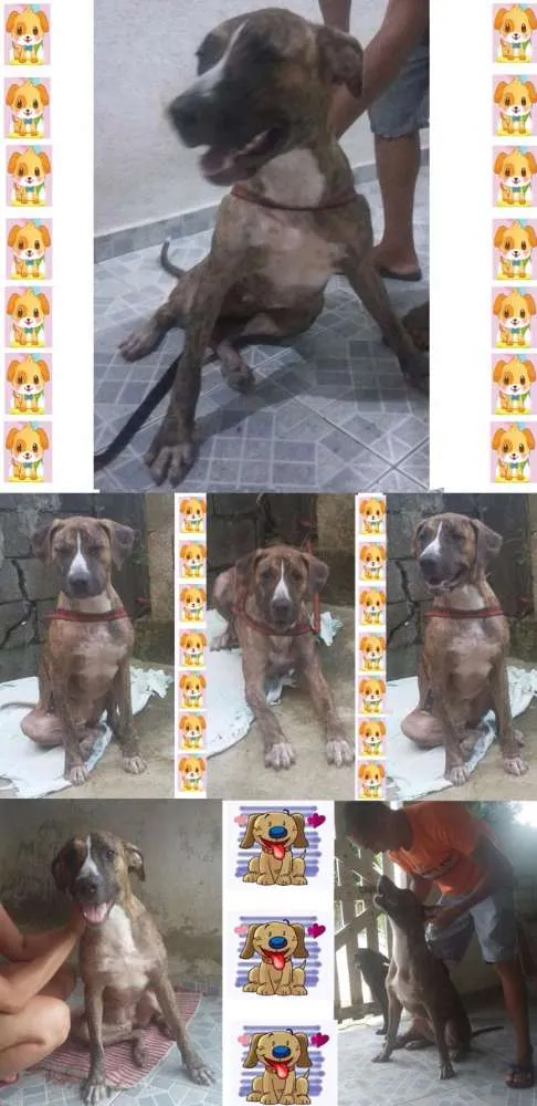 Cachorro ra a FILA BRASILEIRO idade 7 a 11 meses nome NINA