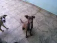 Igor