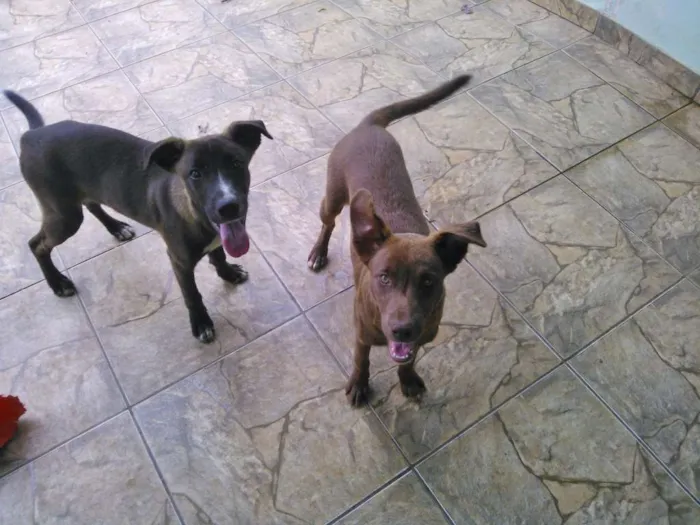 Cachorro ra a Indefinido idade 2 a 6 meses nome Igor
