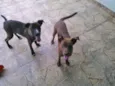 Igor