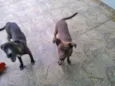 Igor
