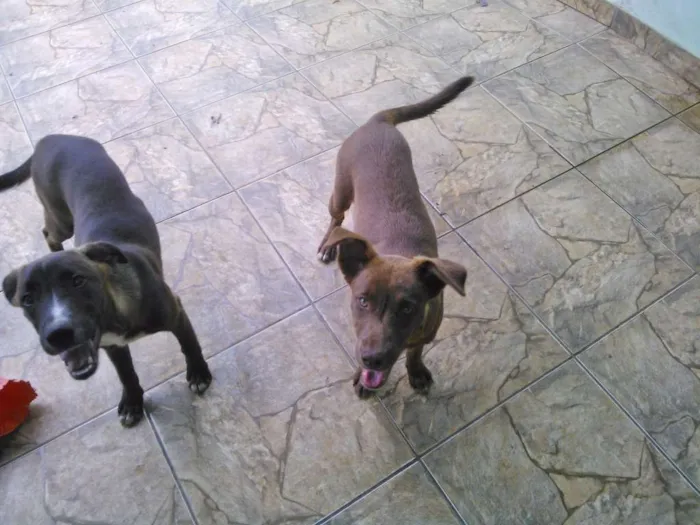 Cachorro ra a Indefinido idade 2 a 6 meses nome Igor