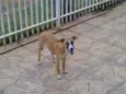 Igor
