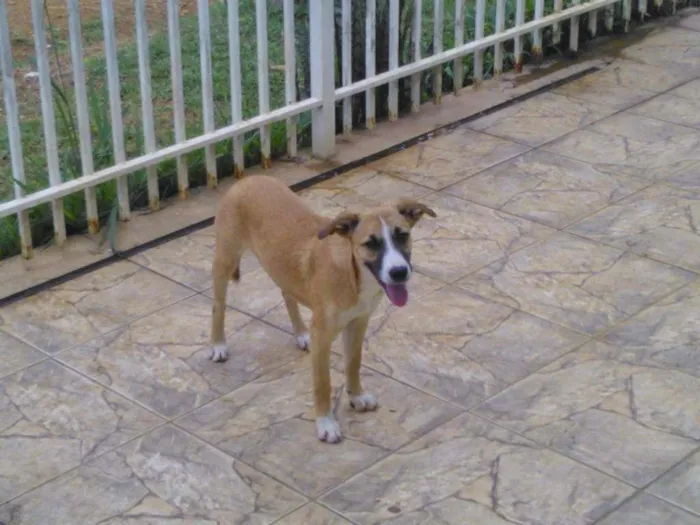 Cachorro ra a Indefinido idade 2 a 6 meses nome Igor