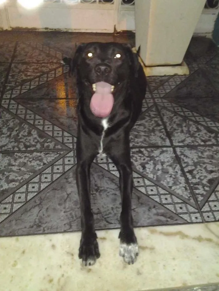Cachorro raça Mestiço Labrador idade 4 anos nome Polly