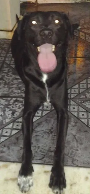 Cachorro raça Mestiço Labrador idade 4 anos nome Polly