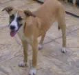 Igor