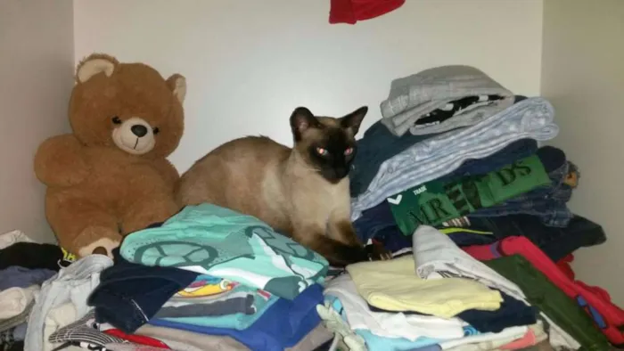 Gato ra a Siamês idade 1 ano nome Zeus