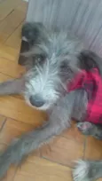 Lilica