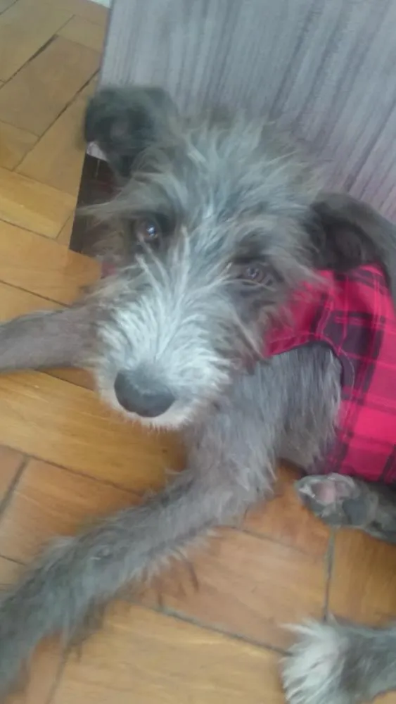 Cachorro raça SRD idade 7 a 11 meses nome Lilica