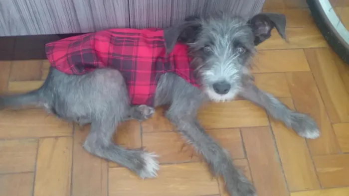 Cachorro raça SRD idade 7 a 11 meses nome Lilica