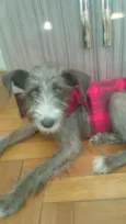 Lilica