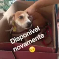 Berenice